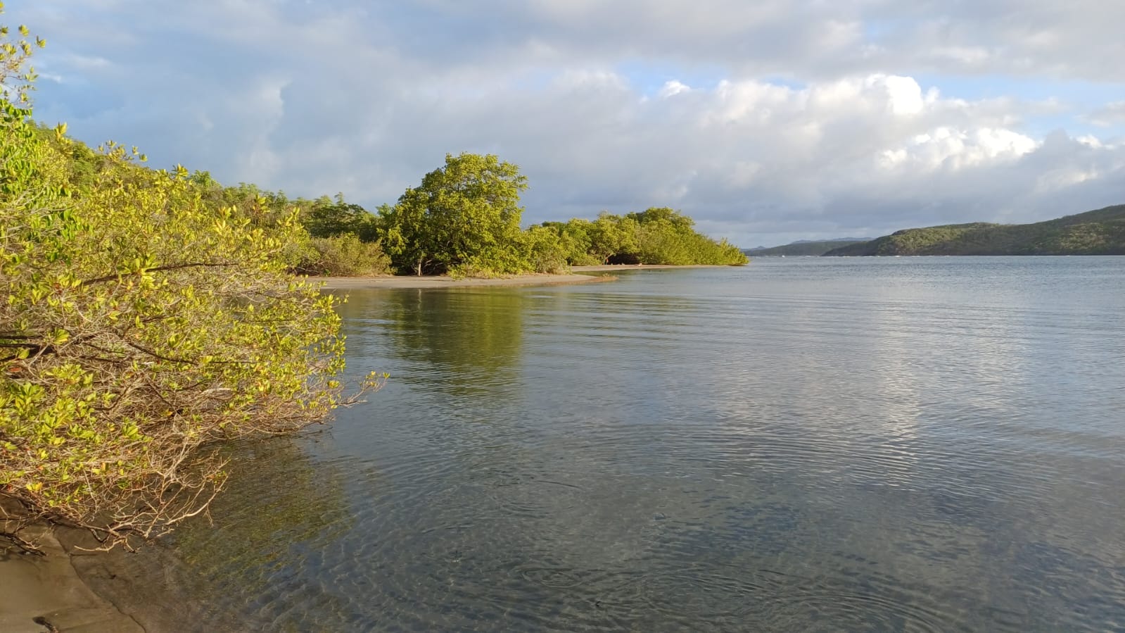 La Baie du Trésor, crique mangrove de la réserve naturelle de la Caravelle.